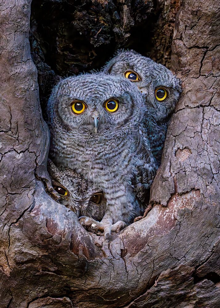 Curious Owlets Peeking out art print by Victor Wang for $57.95 CAD