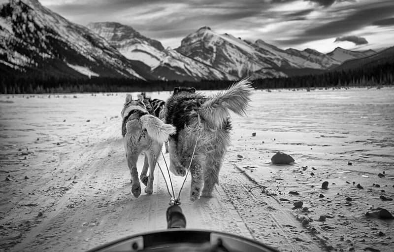 Sled Dogs in Winter art print by Lily Co for $57.95 CAD