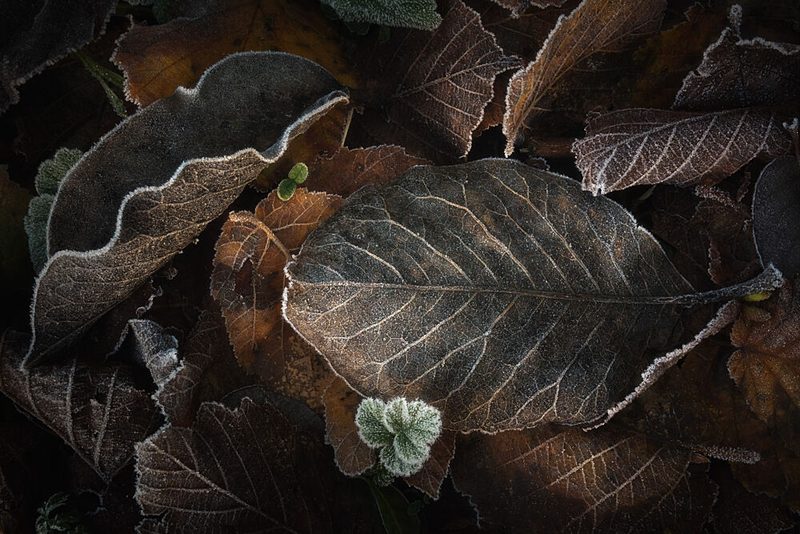 Frosted Autumn Leaves art print by Milos Lach for $57.95 CAD