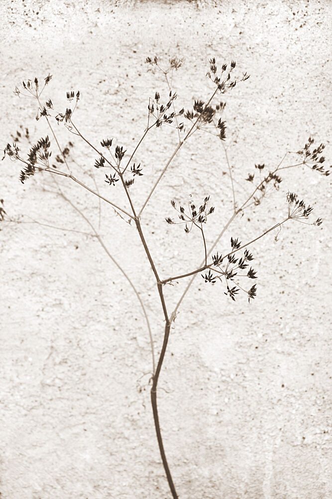 Delicate Dried Plant art print by Christina Sillen for $57.95 CAD