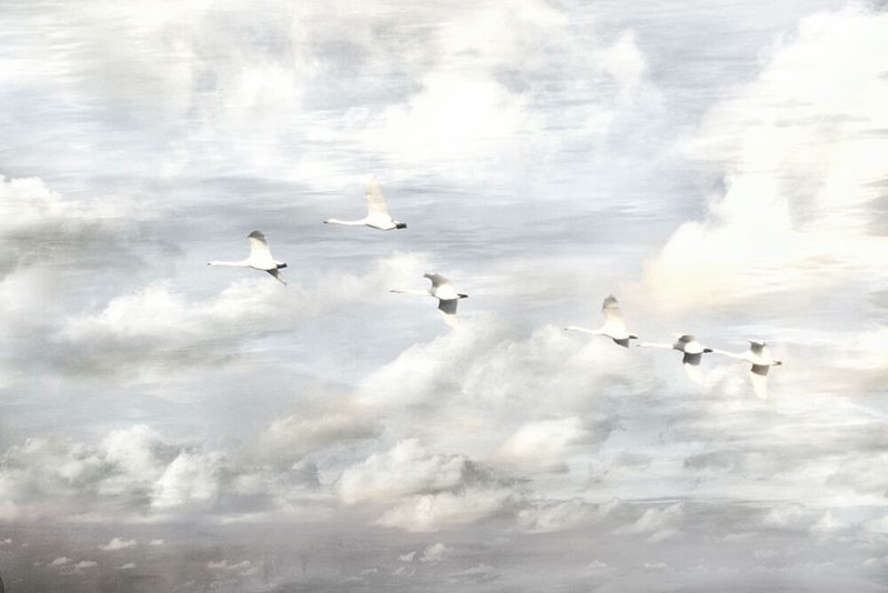Swans in Flight art print by Christina Sillen for $57.95 CAD