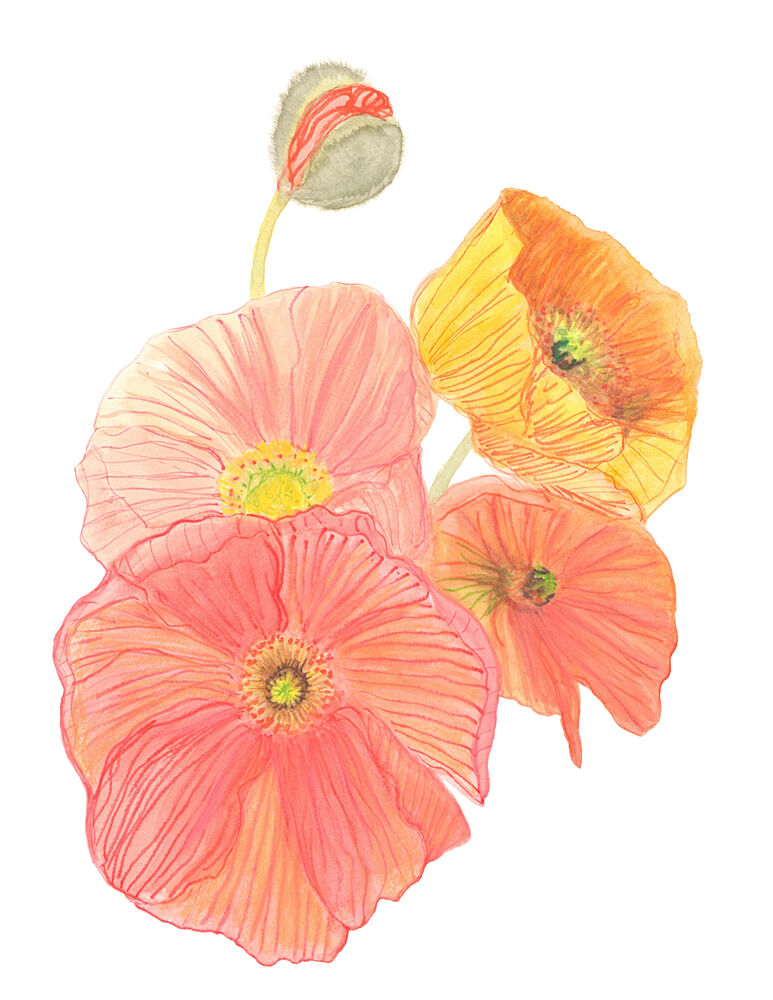 Vibrant Poppies Unfolding art print by Carola Cedell for $57.95 CAD