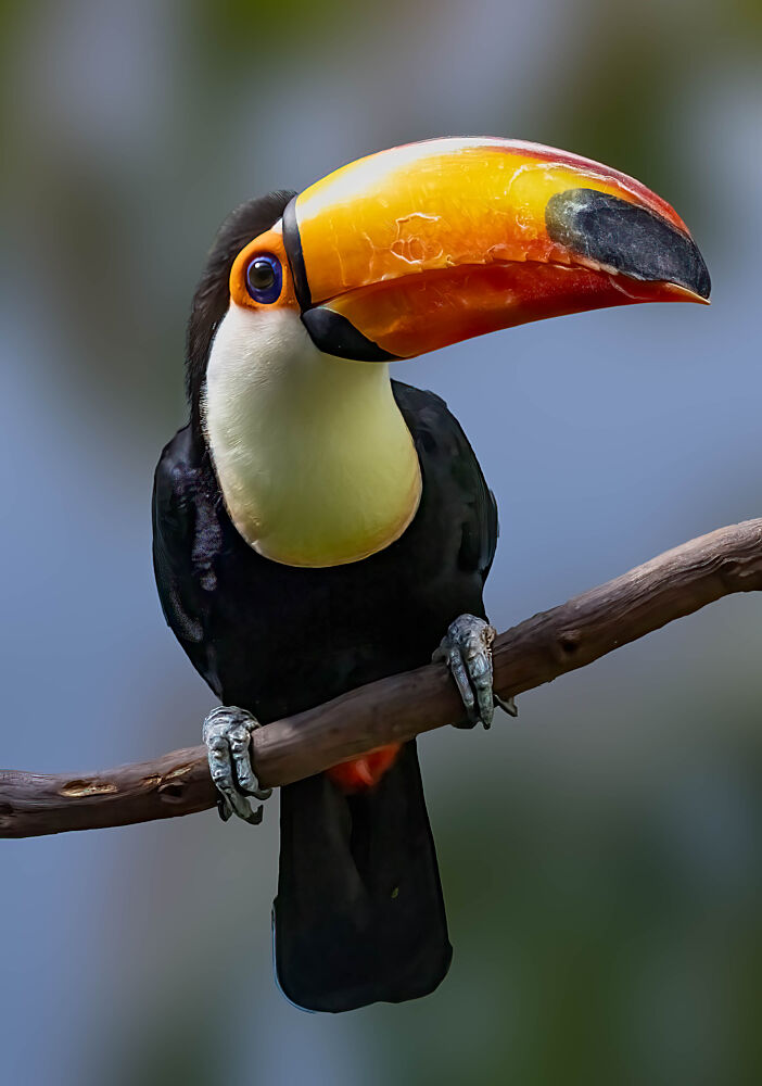 Vibrant Toucan Perched art print by Songhu Yan for $57.95 CAD