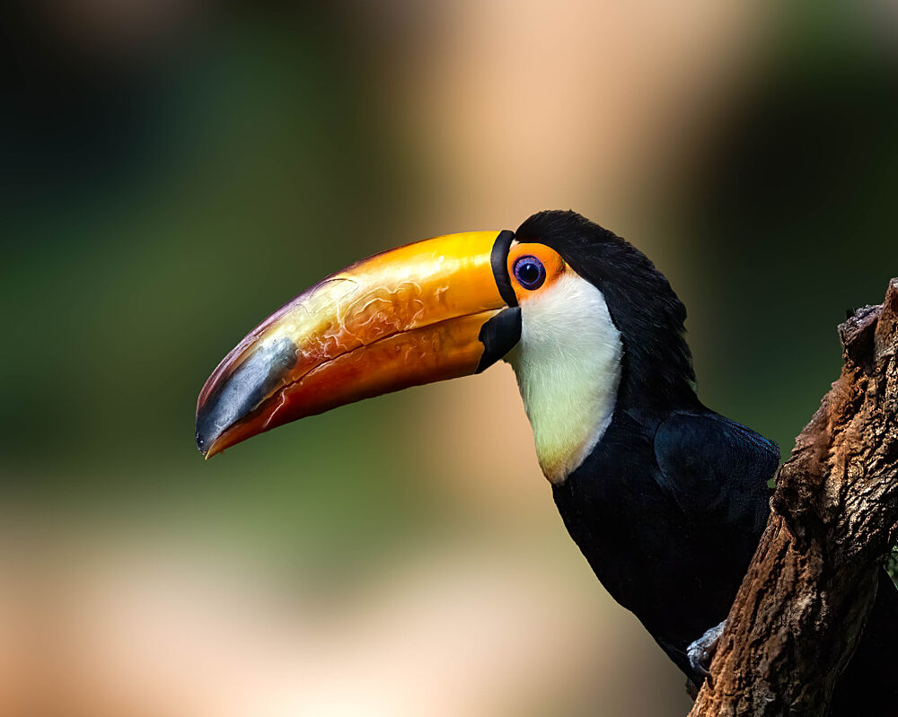 Vibrant Toucan Profile art print by Songhu Yan for $57.95 CAD