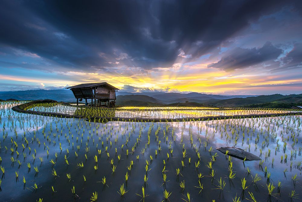 Light In Rice art print by Sarawut Intarob for $57.95 CAD