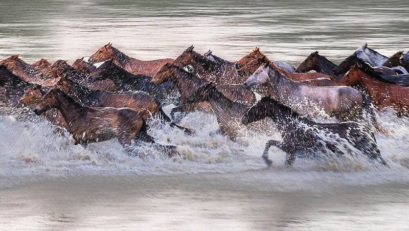 Wild Horses Splashing Water art print by Yy Db for $57.95 CAD