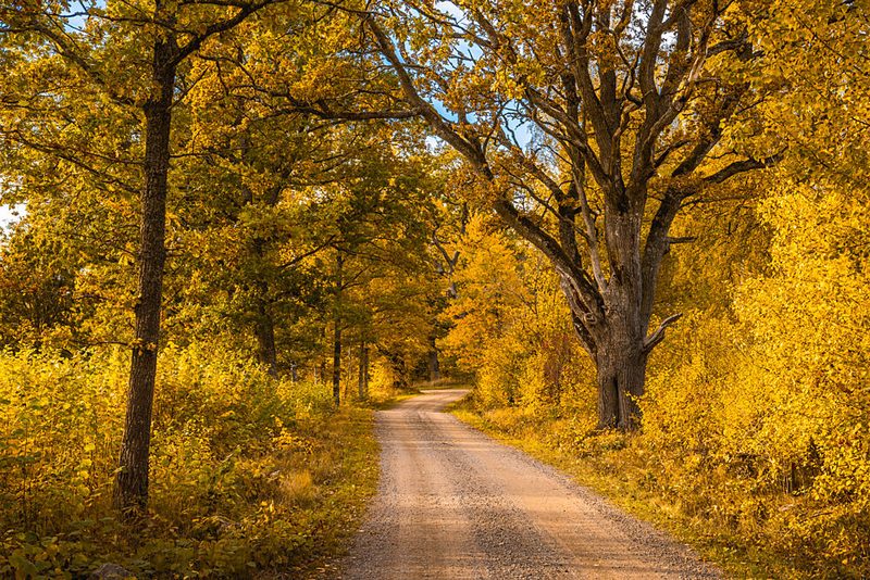 Golden Autumn Road art print by Christian Lindsten for $57.95 CAD