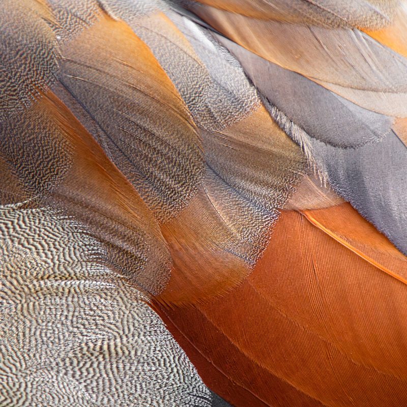 Warm Feather Textures art print by Adolfo Urrutia for $57.95 CAD