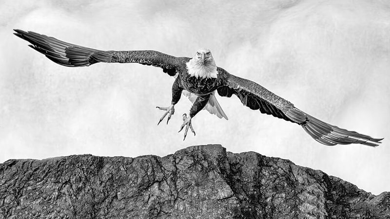 Majestic Eagle Descent art print by Jun Zuo for $57.95 CAD