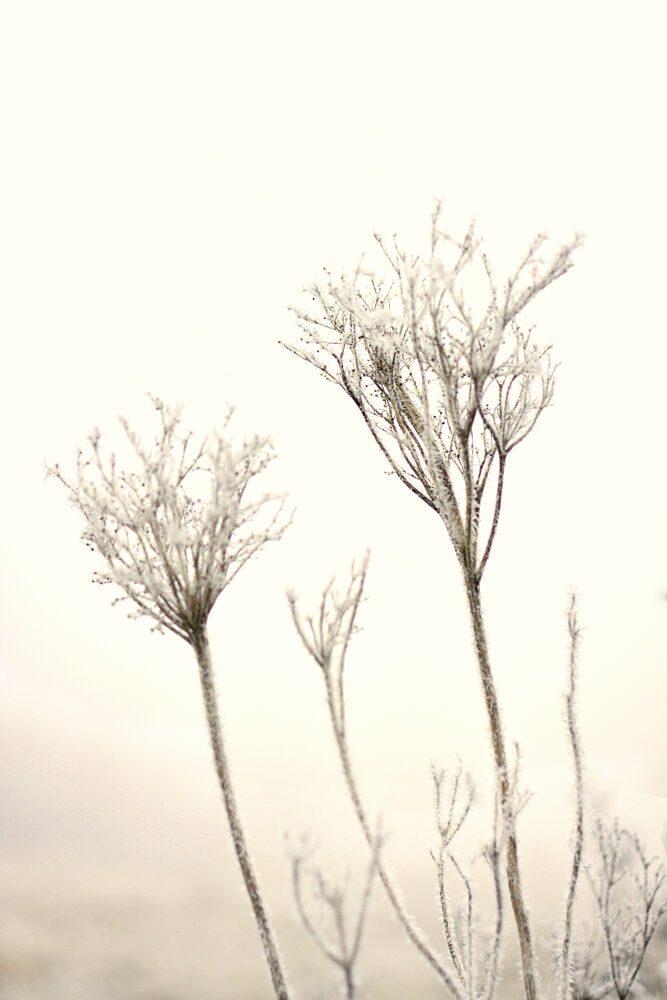 Delicate Winter Frost art print by Christina Sillen for $57.95 CAD