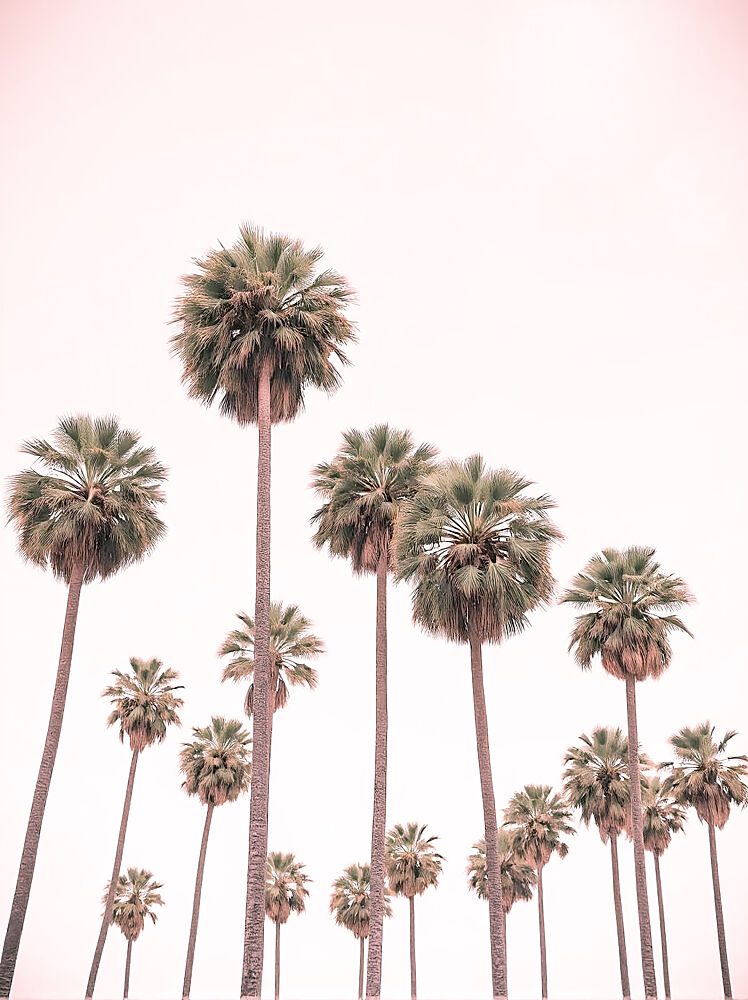 Blush Pink Palms art print by Josie George for $57.95 CAD