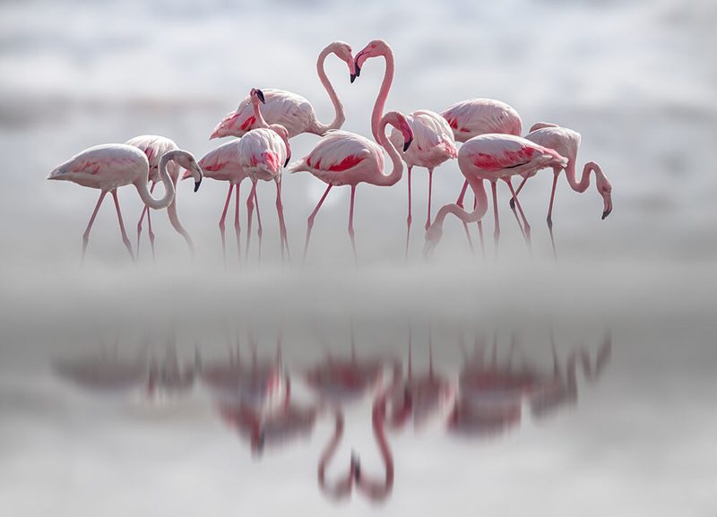 Flamingo Heart Reflection art print by Bassant Meligy for $57.95 CAD