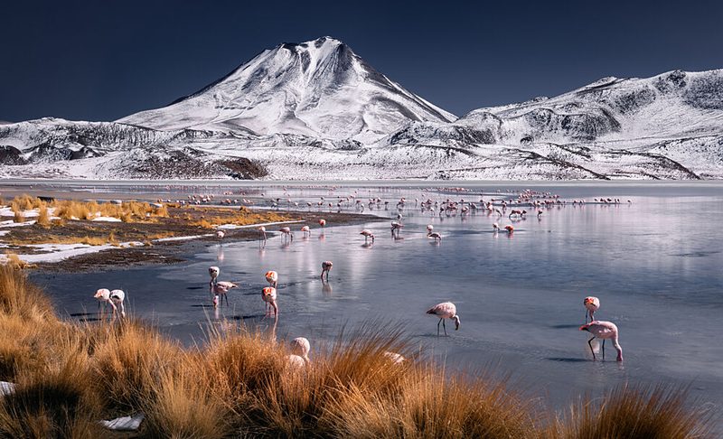Frozen Lake Pink Flamingos art print by Karol Nienartowicz for $57.95 CAD
