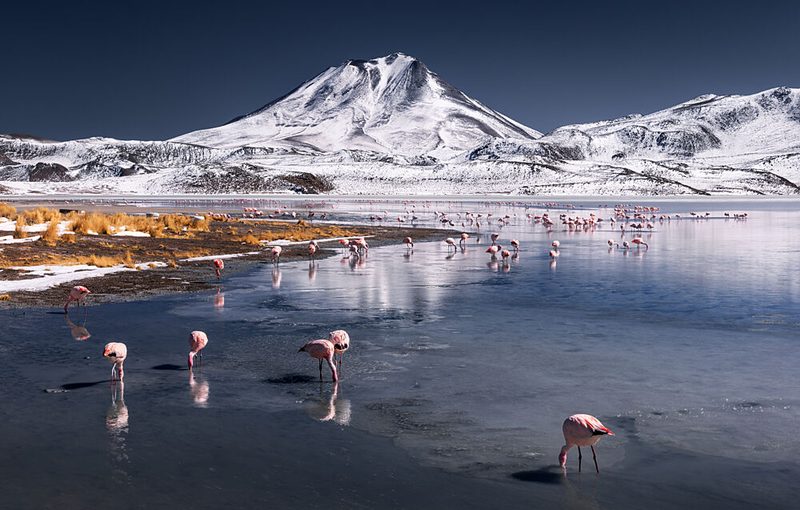 Mountain Lake Pink Flamingos art print by Karol Nienartowicz for $57.95 CAD