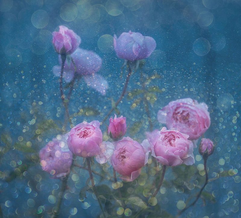 Dreamy Pink Roses art print by Judy Tseng for $57.95 CAD