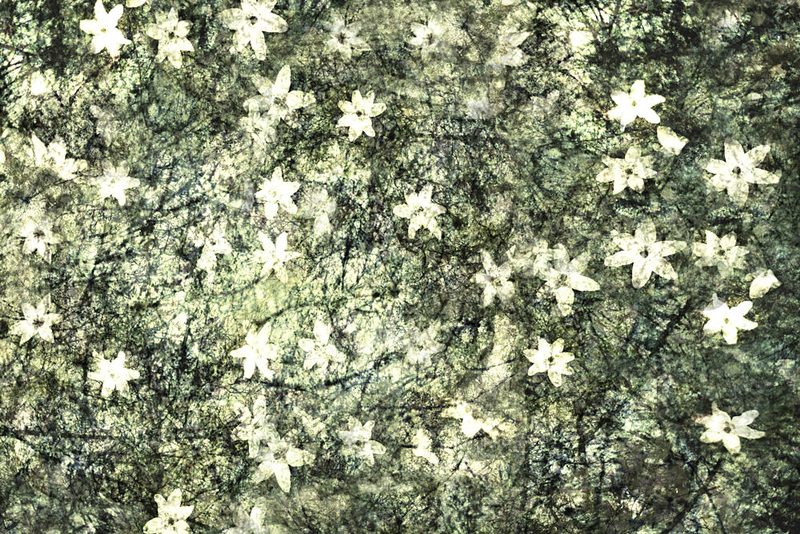 Delicate Garden Blooms art print by Christina Sillen for $57.95 CAD