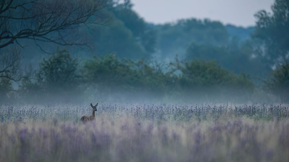 Misty Morning Deer art print by Barbora Gabrisova for $57.95 CAD