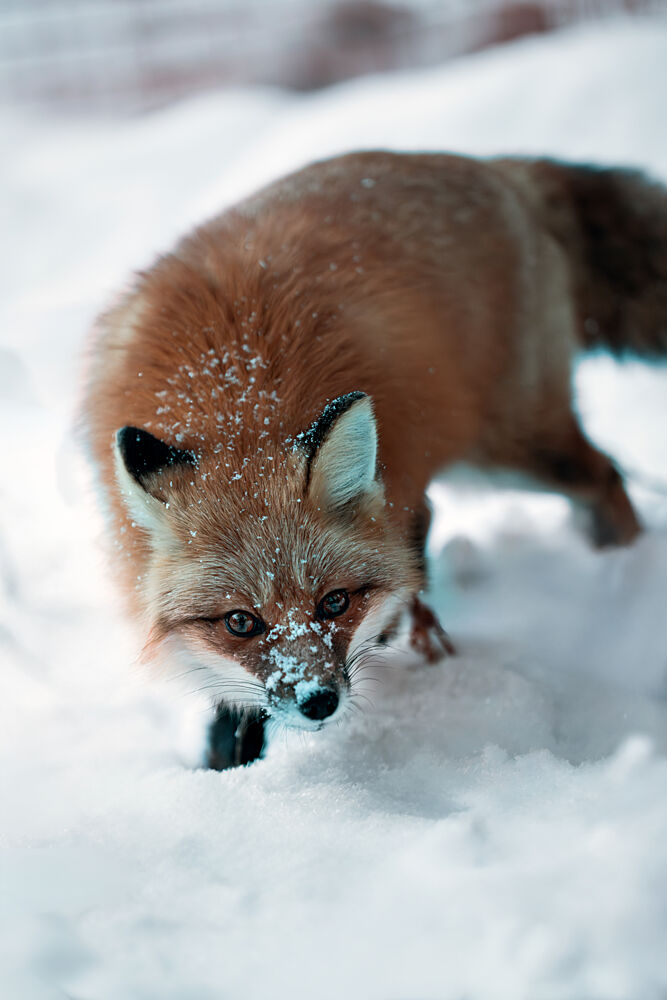 Snowy Red Fox art print by Adnan Larijani for $57.95 CAD