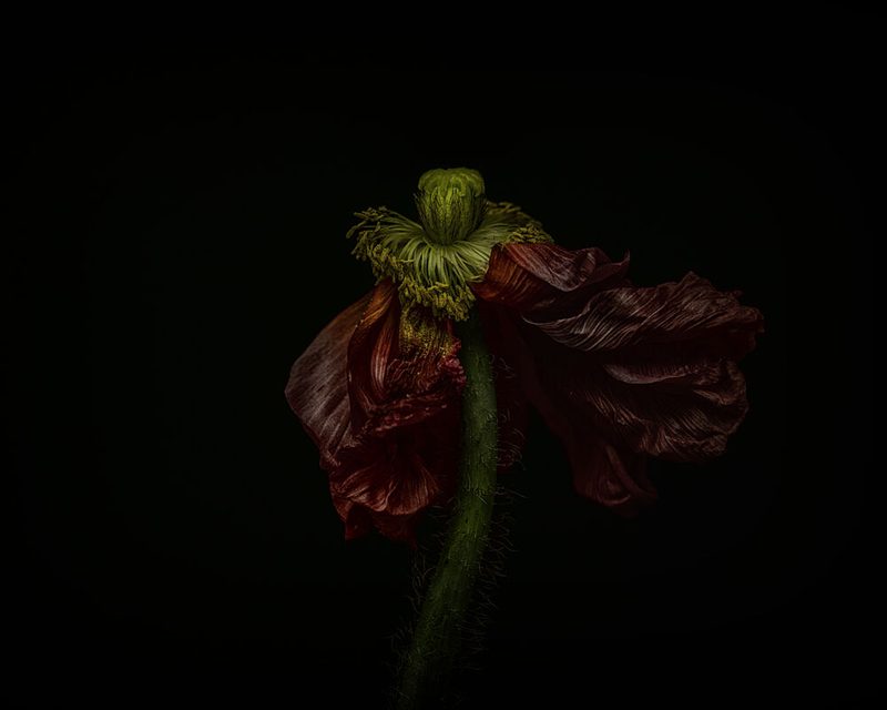 Elegant Wilting Poppy art print by Lotte Gronkjaer for $57.95 CAD