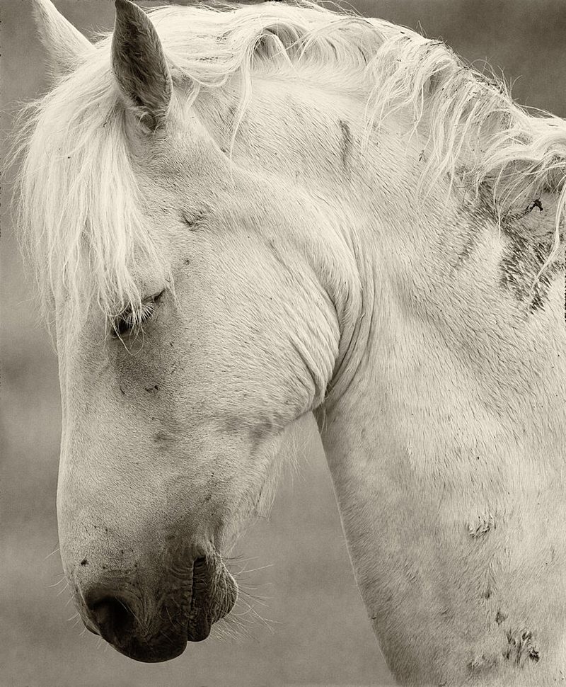 Peaceful White Horse art print by Allan Wallberg for $57.95 CAD