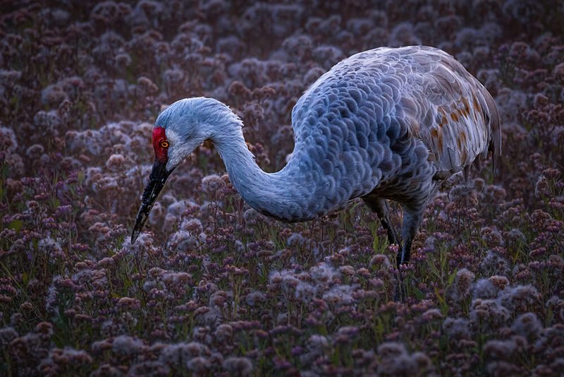 Sandhill Crane art print by Xiaohong Zhang for $57.95 CAD