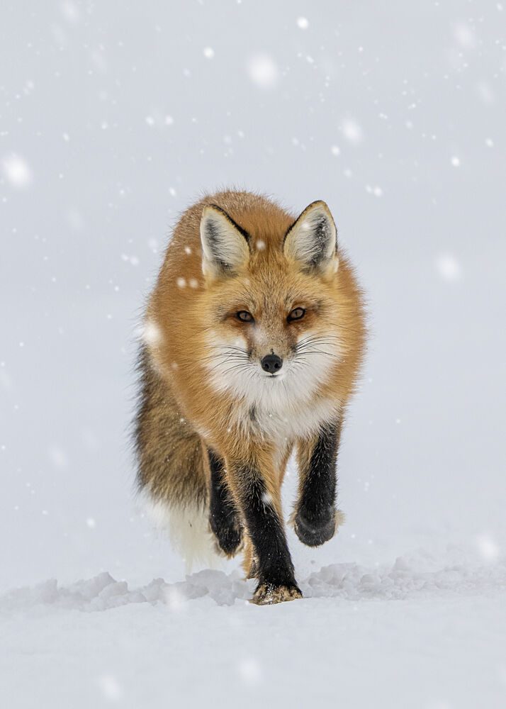 Running Red Fox in Snow art print by Rob LI for $57.95 CAD