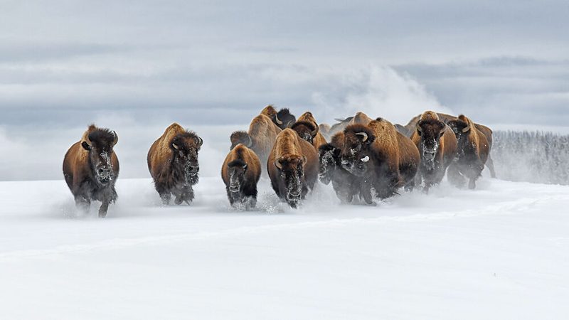 Bison Herd Charging Snow art print by Rob LI for $57.95 CAD