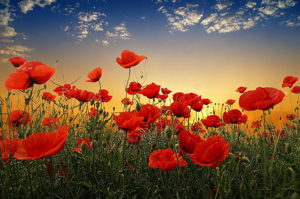 Poppies art print by Albena Markova for $57.95 CAD