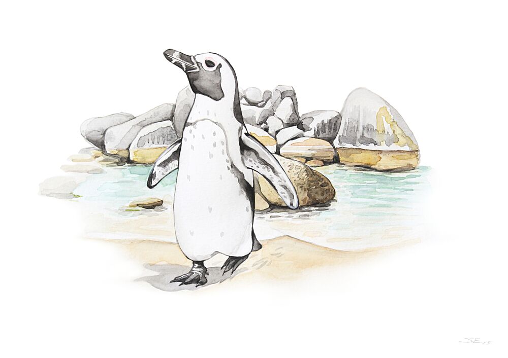 African Penguin Coast art print by Steve Erwin for $57.95 CAD