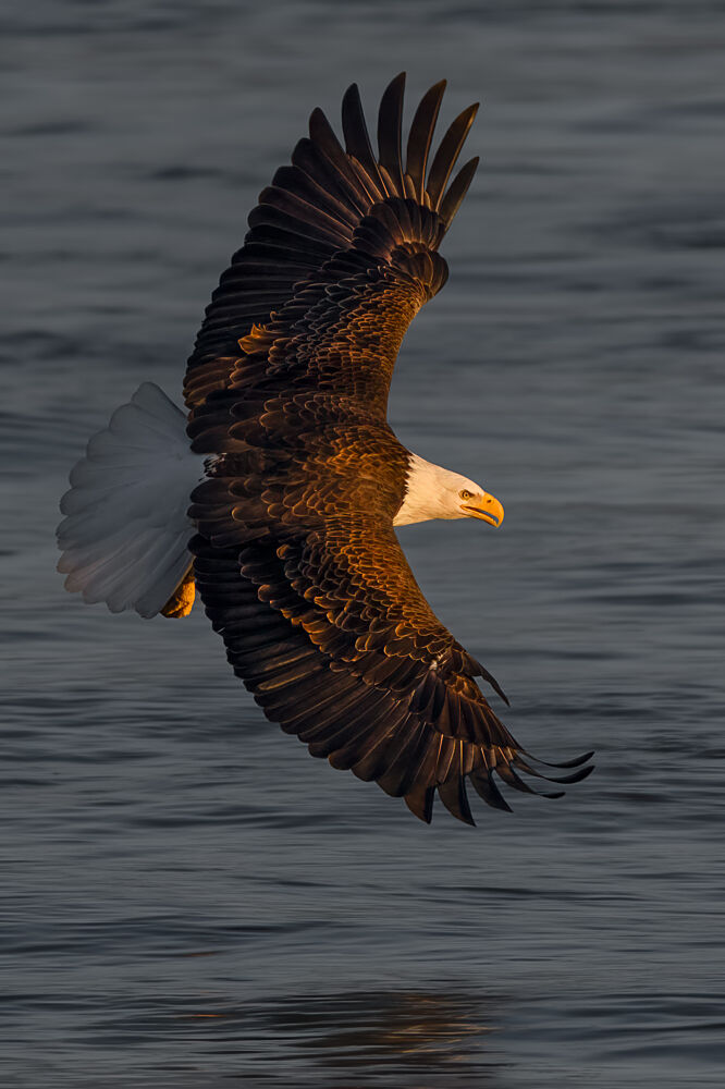 Golden Light Eagle Flight art print by John Fan for $57.95 CAD