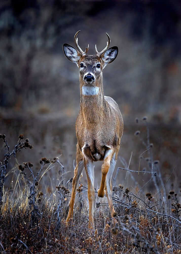 Alert Buck art print by Verdon for $57.95 CAD