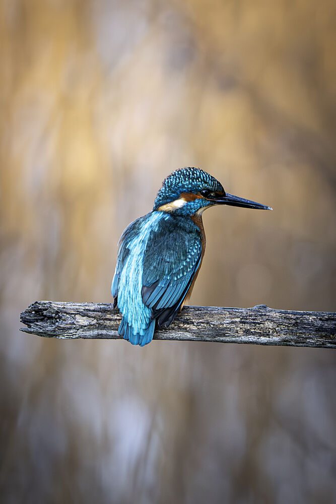 Vibrant Kingfisher Perched art print by Ruth Franke for $57.95 CAD
