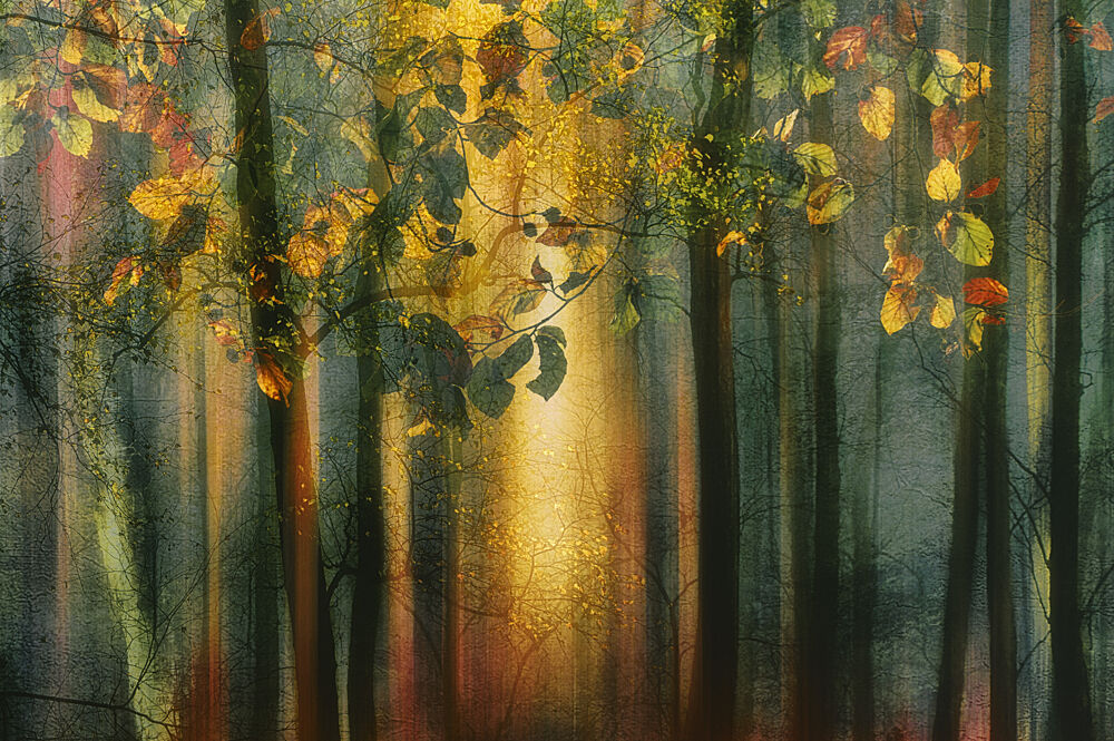 Sunlit Autumn Forest art print by Hilda van der Lee for $57.95 CAD