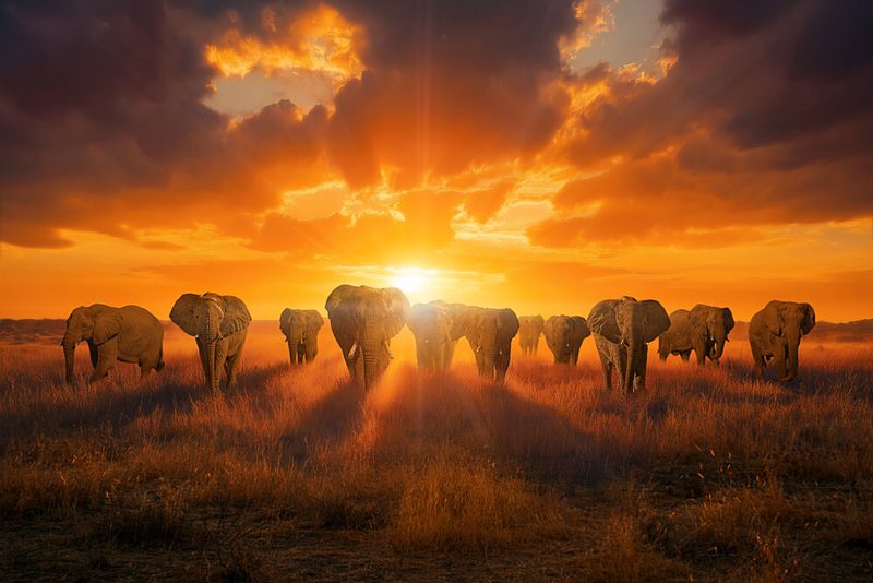 Majestic Elephants Sunset art print by Marcel Egger for $57.95 CAD