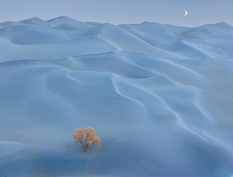 Golden Tree Blue Dunes art print by Dennis Zhang for $57.95 CAD