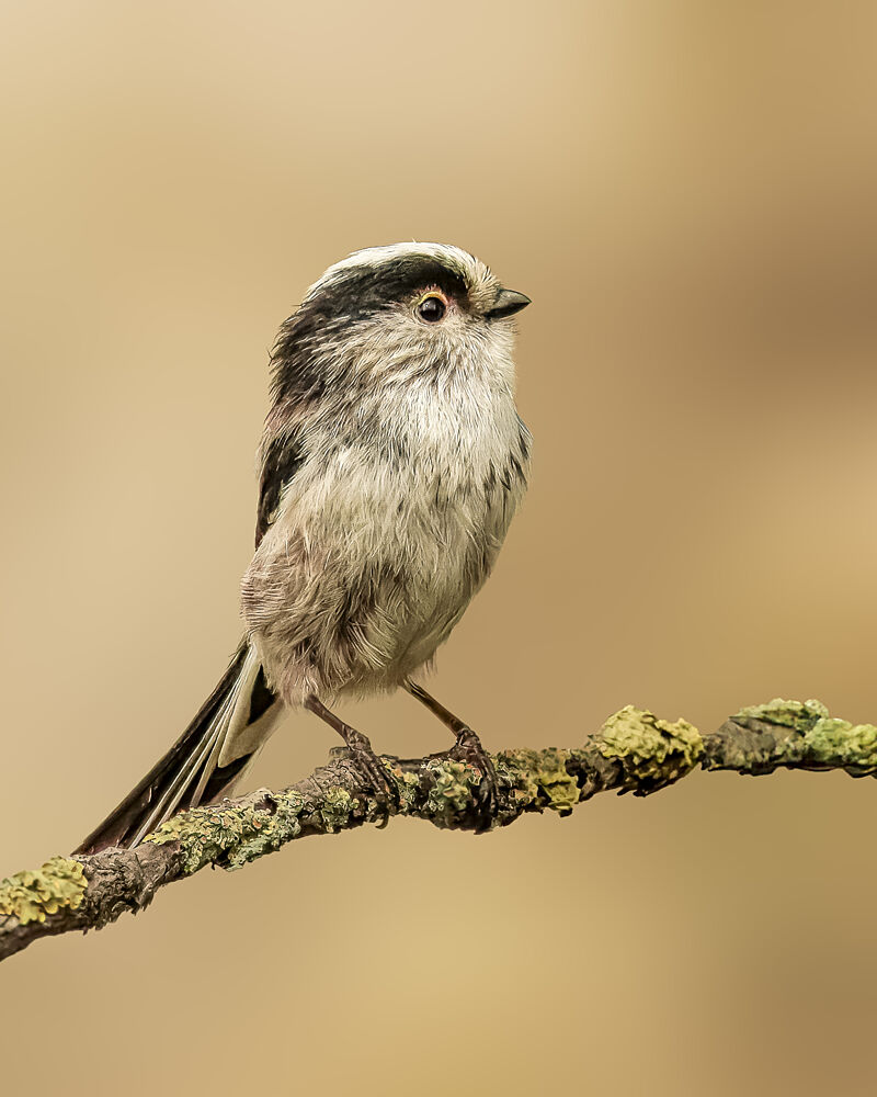 Serene Long-tailed Tit art print by Jurgen van der Smissen for $57.95 CAD
