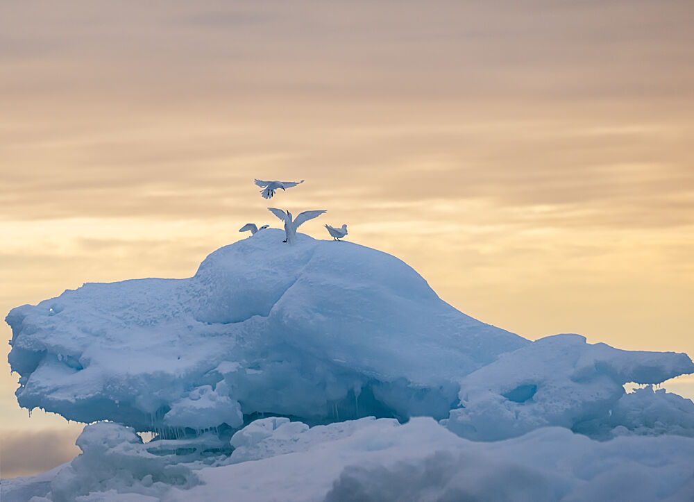 Arctic Birds Dawn art print by SiyuWei Apa for $57.95 CAD