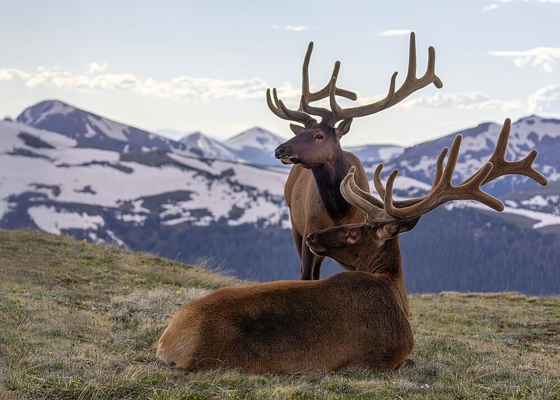 Elk in Snowy Mountains art print by Verdon for $57.95 CAD