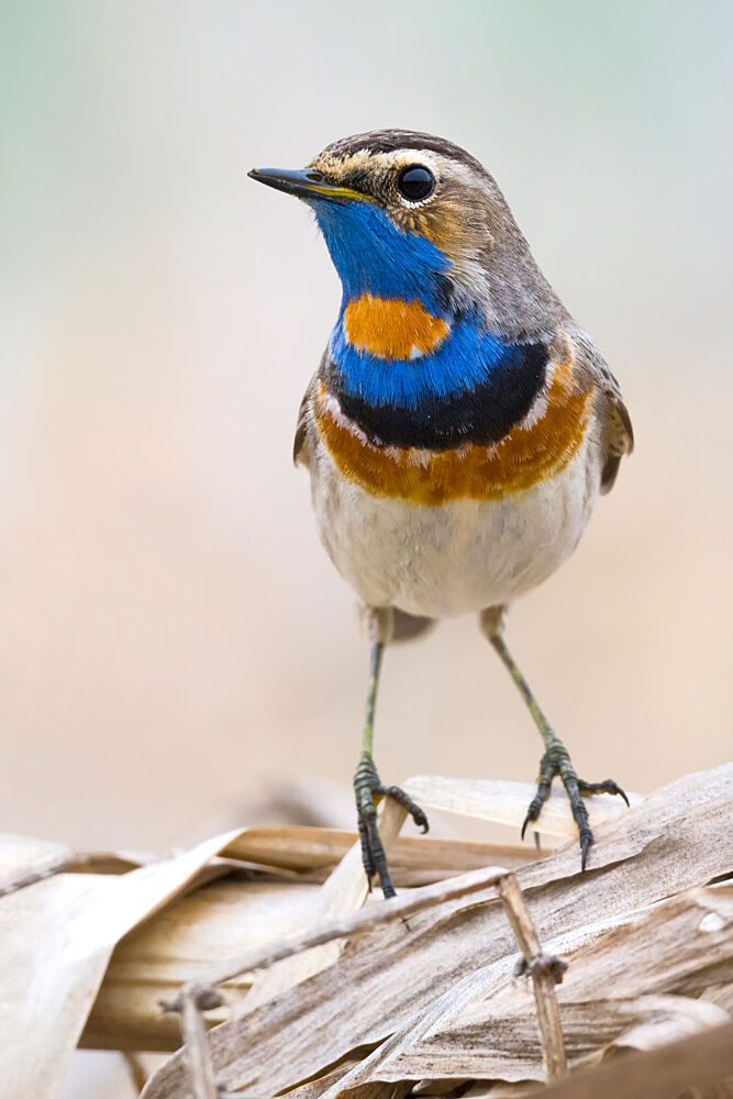 Vibrant Bluethroat Bird art print by Dmitry Doronin for $57.95 CAD