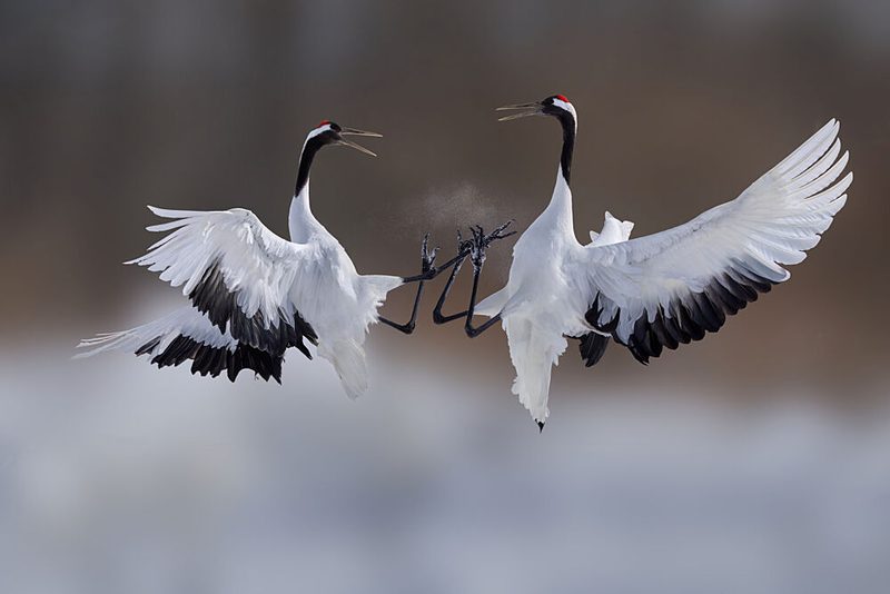 Dancing Winter Cranes art print by Qing Zhao for $57.95 CAD