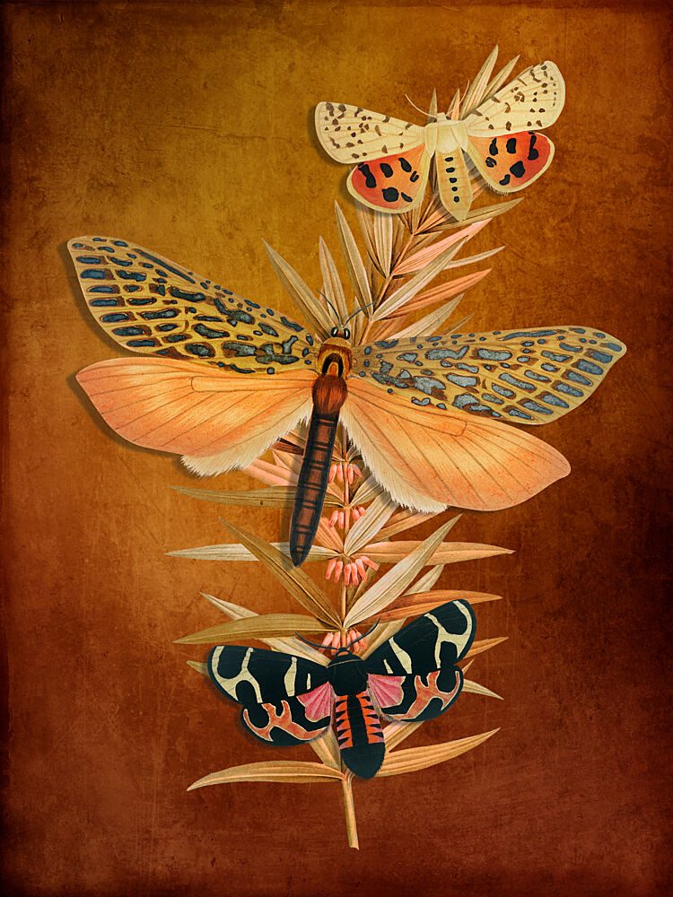 Vintage Botanical Moths art print by Marja van den Hurk for $57.95 CAD