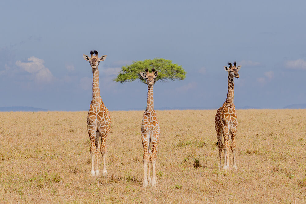Three Giraffes Tree Hat art print by Dirk Koster for $57.95 CAD