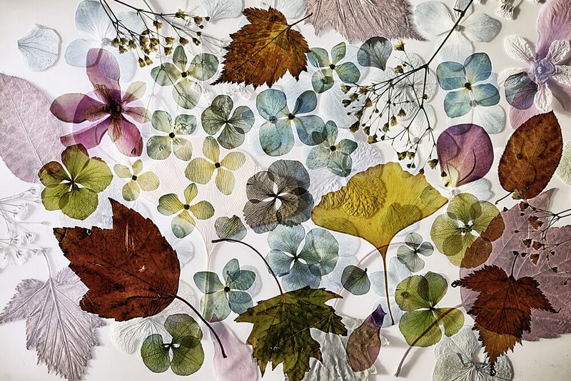Pressed Botanical Collection art print by Ellen van Deelen for $57.95 CAD