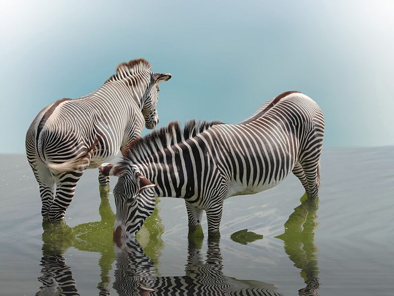 Grevy Zebras Drinking art print by Anna Cseresnjes for $57.95 CAD