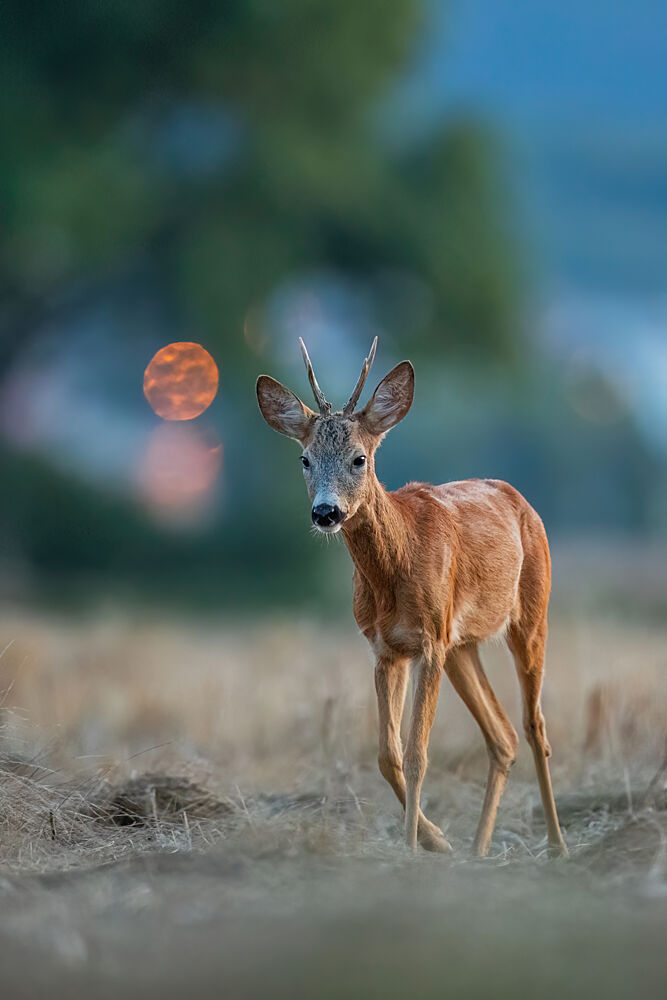 Golden Hour Roe Deer art print by Barbora Gabrisova for $57.95 CAD