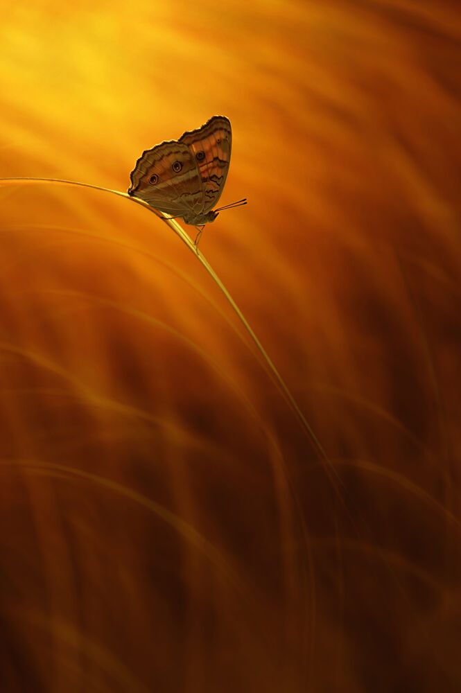 Butterfly in Warm Glow art print by Edy Pamungkas for $57.95 CAD