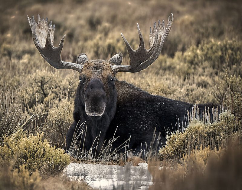 Majestic Bull Moose art print by Peter Rompf for $57.95 CAD