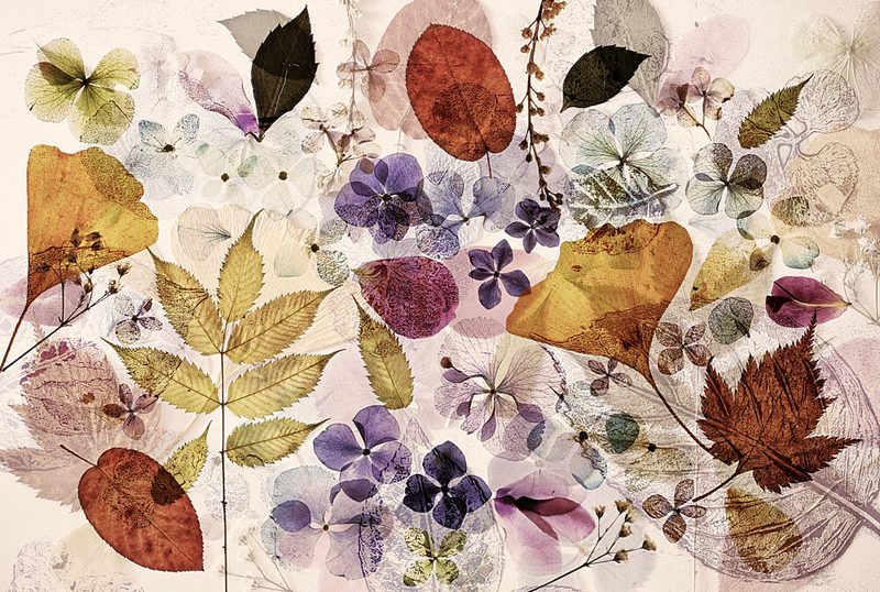 Pressed Autumn Flora art print by Ellen van Deelen for $57.95 CAD