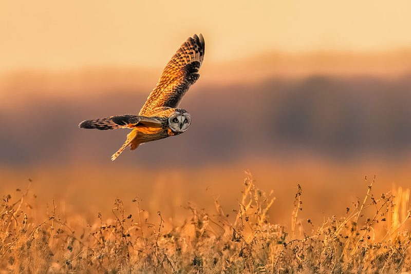 Golden Hour Owl Flight art print by Jun Zuo for $57.95 CAD