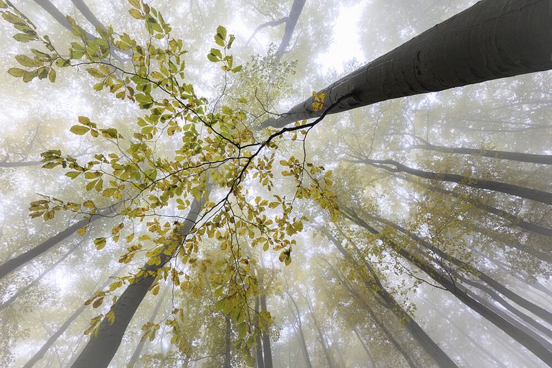 Misty Autumn Forest art print by Tom Pavlasek for $57.95 CAD